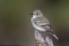 Gray Flycatcher