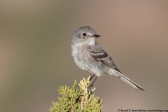 Gray Flycatcher