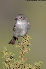 Gray Flycatcher