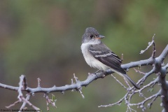 Gray Flycatcher