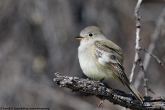 Gray Flycatcher