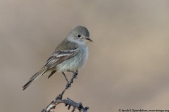 Gray Flycatcher