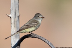 Dusky Flycatcher