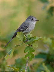 Dusky Flycatcher