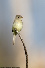 Dusky Flycatcher