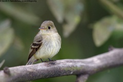 Pacific-slope Flycatcher