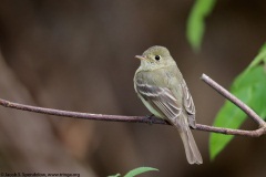 Pacific-slope Flycatcher