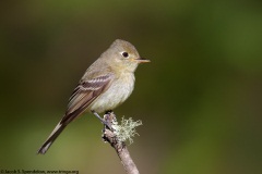 Pacific-slope Flycatcher