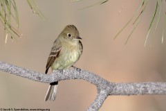 Cordilleran Flycatcher