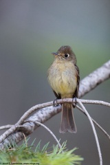 Cordilleran Flycatcher