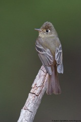 Cordilleran Flycatcher