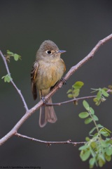 Cordilleran Flycatcher