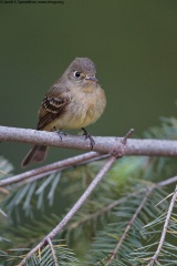 Cordilleran Flycatcher