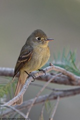 Cordilleran Flycatcher