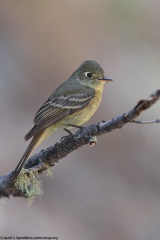 Cordilleran Flycatcher