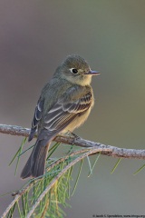 Cordilleran Flycatcher