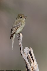 Cordilleran Flycatcher