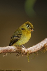 Yellowish Flycatcher