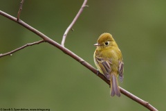 Yellowish Flycatcher