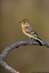 Buff-breasted Flycatcher