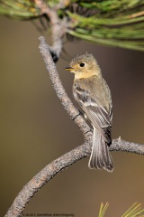 Buff-breasted Flycatcher