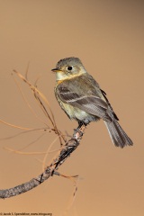 Buff-breasted Flycatcher