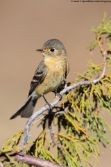 Buff-breasted Flycatcher