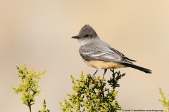 Say's Phoebe