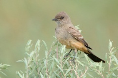 Say's Phoebe