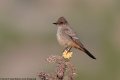 Say's Phoebe