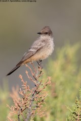 Say's Phoebe