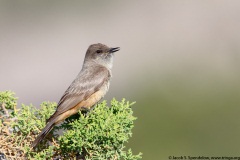 Say's Phoebe