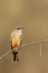 Say's Phoebe