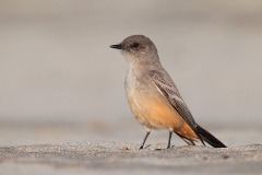 Say's Phoebe