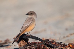 Say's Phoebe