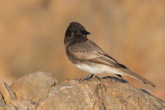 Black Phoebe