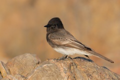 Black Phoebe