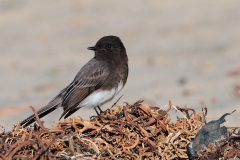 Black Phoebe