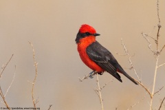 Vermilion Flycatcher