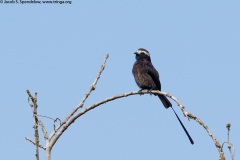 Long-tailed Tyrant