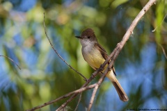 Dusky-capped Flycatcher