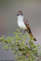 Ash-throated Flycatcher