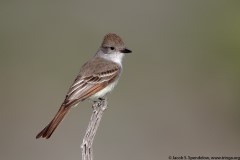 Ash-throated Flycatcher