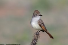 Ash-throated Flycatcher