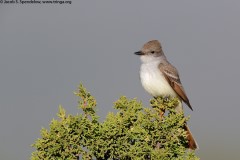 Ash-throated Flycatcher