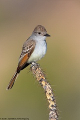 Ash-throated Flycatcher