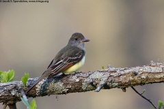 Great Crested Flycatcher