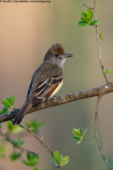 Great Crested Flycatcher