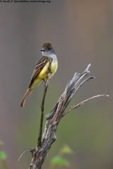 Great Crested Flycatcher