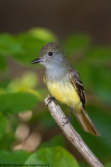 Great Crested Flycatcher